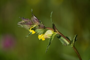 Obraz premium The Greater Cockerel (Rhinanthus major, sometimes also Rhinanthus serotinus) is an annual semi-parasitic herb, flowering lemon yellow.