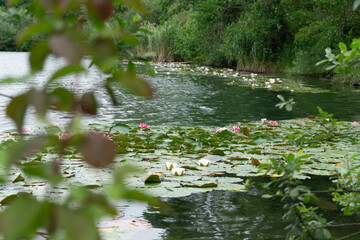 water lily in the pond