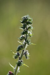 Obraz premium Echium vulgare (Echium vulgare) is a medicinal biennial herb of the family brutnákovitých.