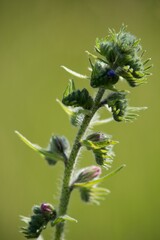 Echium vulgare (Echium vulgare) is a medicinal biennial herb of the family brutnákovitých.