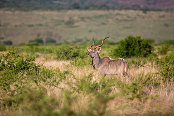 Naklejka na ściany i meble Kudu standing in the long grass in a Game Reserve in SKwa Zulu Natal in South Africa