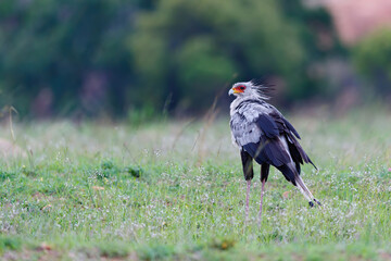 Secretarybird  standing in the green grass in Nkomazi
 Game Reserve in SKwa Zulu Natal in South Africa