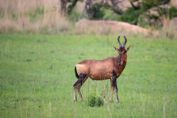 Fototapeta na wymiar Red Hartebeest standing in the green grass in a Game Reserve in SKwa Zulu Natal in South Africa