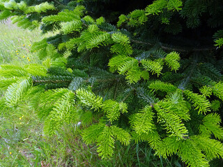 Jeunes pousses de sapin