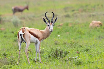 Naklejka na ściany i meble Springbok standing in the green grass in a Game Reserve in SKwa Zulu Natal in South Africa