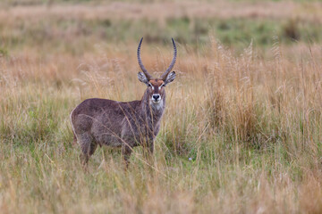 Waterbuck standing in the long grass in Nkomazi Game Reserve in SKwa Zulu Natal in South Africa