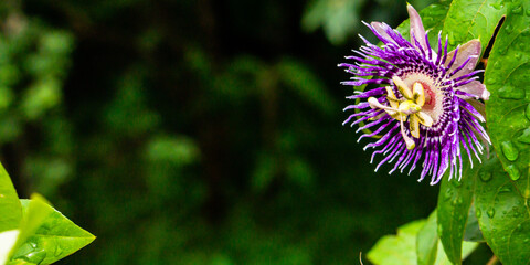background flower Picture 