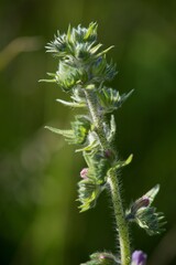 Echium vulgare (Echium vulgare) is a medicinal biennial herb of the family brutnákovitých.
