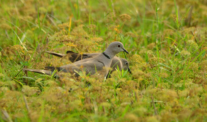 colored dove in a habitat