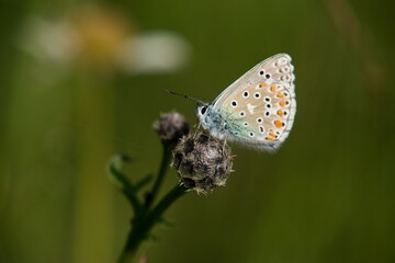 Obraz na płótnie Canvas The Common Blue (Plebejus idas) is a species of diurnal butterfly in the blue family