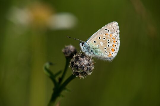 The Common Blue (Plebejus idas) is a species of diurnal butterfly in the blue family © venars.original