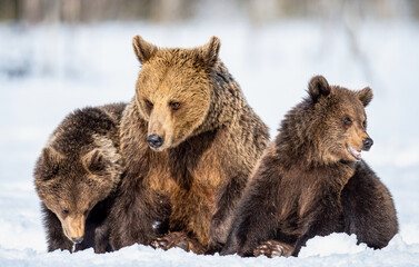 Obraz premium She-bear and bear cubs in winter. Natural habitat. Brown bear, Scientific name: Ursus Arctos Arctos.