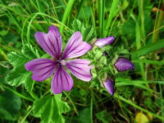 Fleurs violettes des pr&eacute;s