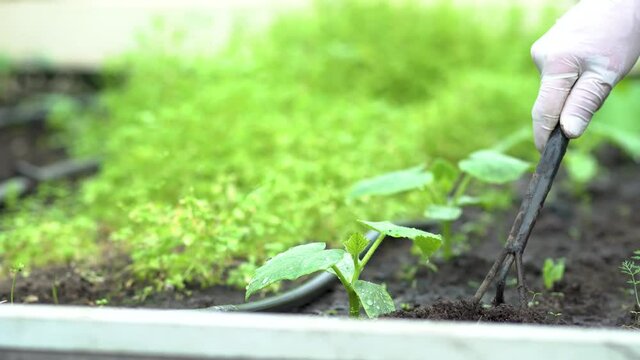The farmer weeding the seedlings of cucumbers. Care of seedlings in the garden. Agriculture in the greenhouse. Life concept