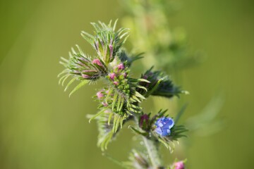 Echium vulgare (Echium vulgare) is a medicinal biennial herb of the family brutnákovitých.