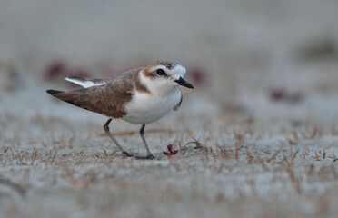 kentish plover bird in a beach