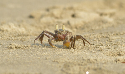 ghost crab in a sea beach