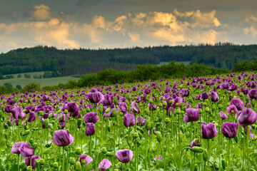 Purple poppy, Czech Republic, Pilsen region, Domazlice