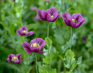 Obraz premium Purple poppy, Czech Republic, Pilsen region, Domazlice