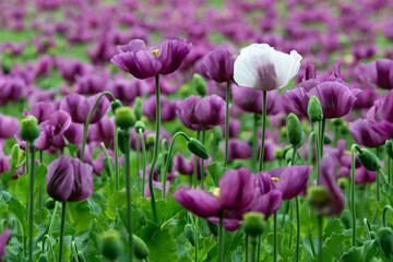 Purple poppy, Czech Republic, Pilsen region, Domazlice