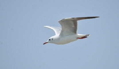 gull bird in in a group