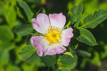 Rosa canina - dog rose - beautiful single yellow-pink flower and green leaves, close up view