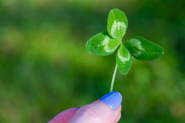 Lucky four-leaf clover in female hand
