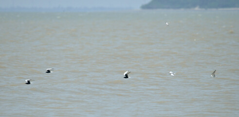 greater crested tern  bird in fly