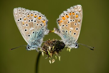 Obraz premium The Common Blue (Plebejus idas) is a species of diurnal butterfly in the blue family