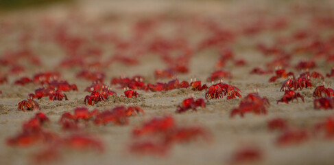 red ghost crab in a beach