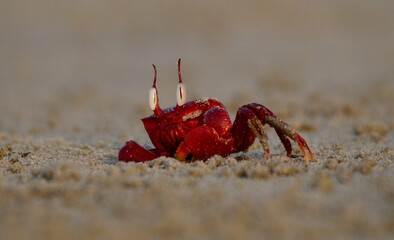 red ghost crab in a beach
