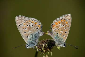 Obraz premium The Common Blue (Plebejus idas) is a species of diurnal butterfly in the blue family