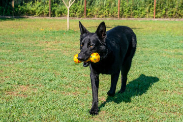 Portrait of Black German shepherd on green grass