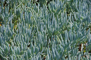 Full frame view of a section of field of succulent plants in the spring