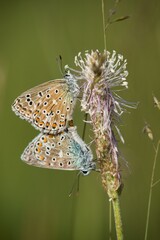The Common Blue (Plebejus idas) is a species of diurnal butterfly in the blue family