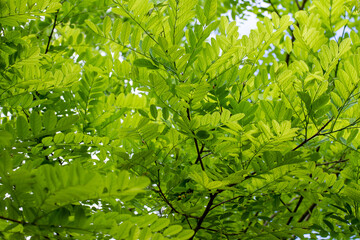 Fototapeta na wymiar Natural and bright green foliage background texture of robinia tree leaves