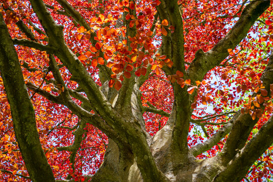 The Copper beech tree branches and leaves isolated (Fagus sylvatica purpurea) ,close up,macro,detail.