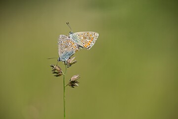 The Common Blue (Plebejus idas) is a species of diurnal butterfly in the blue family