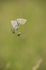 The Common Blue (Plebejus idas) is a species of diurnal butterfly in the blue family