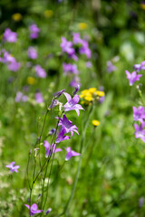 Obraz na płótnie Canvas purple and yellow wildflowers in green grass