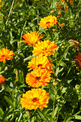 Calendula officinalis orange double flowers with green leaves vertical