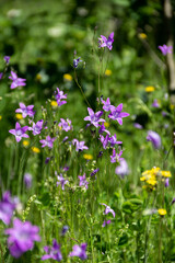 Obraz na płótnie Canvas purple and yellow wildflowers in green grass