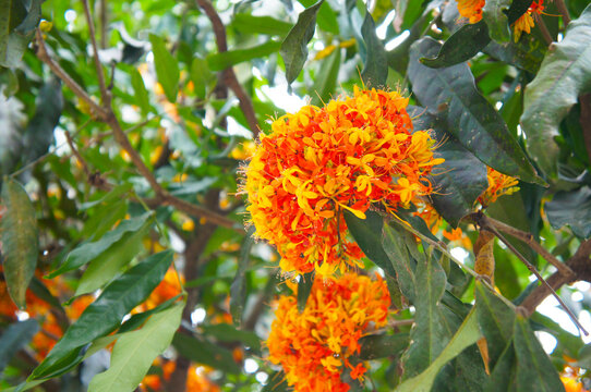 ashoka or saraca indica orange flowers of tree
