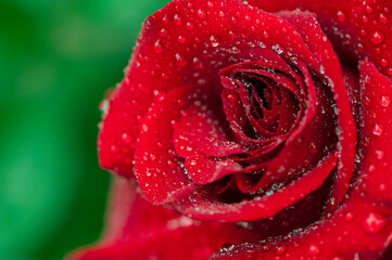 
background with big red rose petals in dew drops