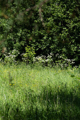 green summer deciduous and coniferous forest