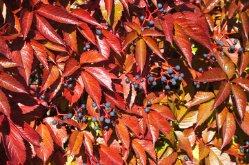Virginia creeper or parthenocissus quinquefolia engelmannii red leaves with blue berries background