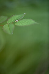 dew drop on rose leaves with blurred green background