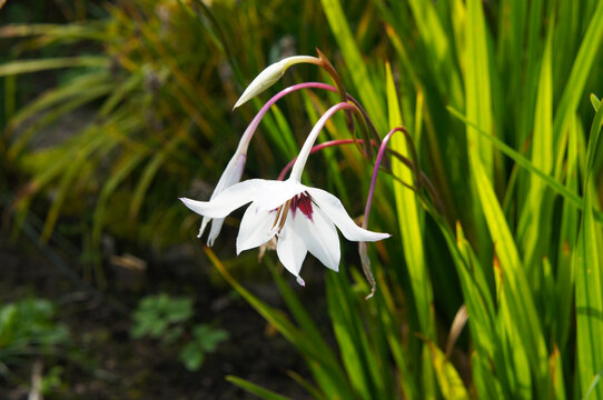Acidanthera bicolor or gladiolus murielae white flowers with green