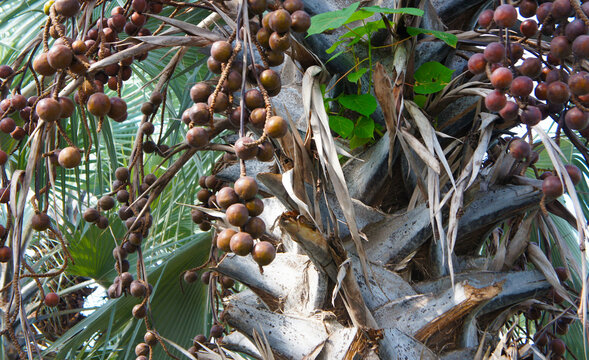 Hyphaene coriacea or lala palm tree seeds