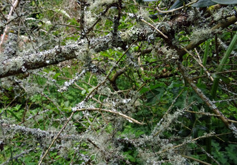 Lichens sur ollivier